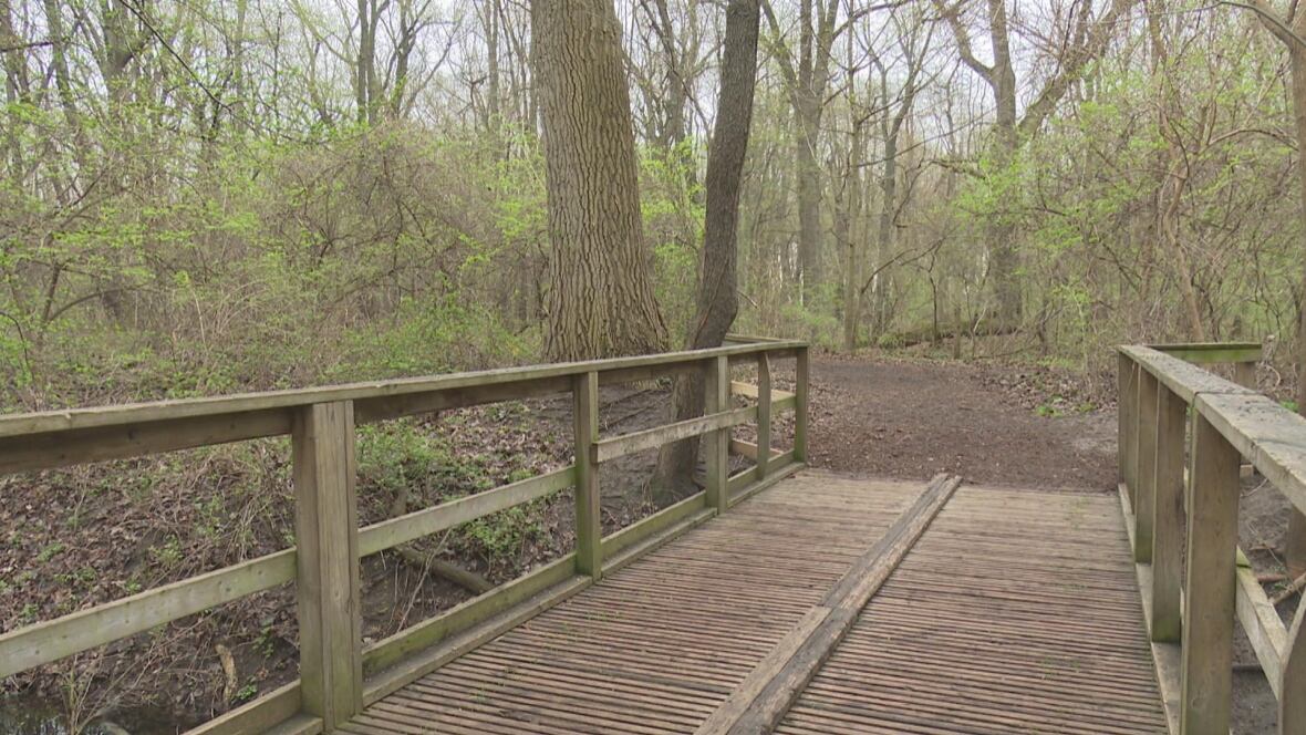 A wooden walkway along a trail in the woods