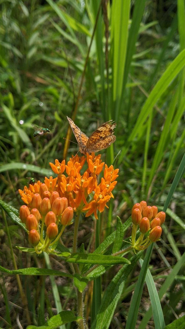 Butterfly on a flower