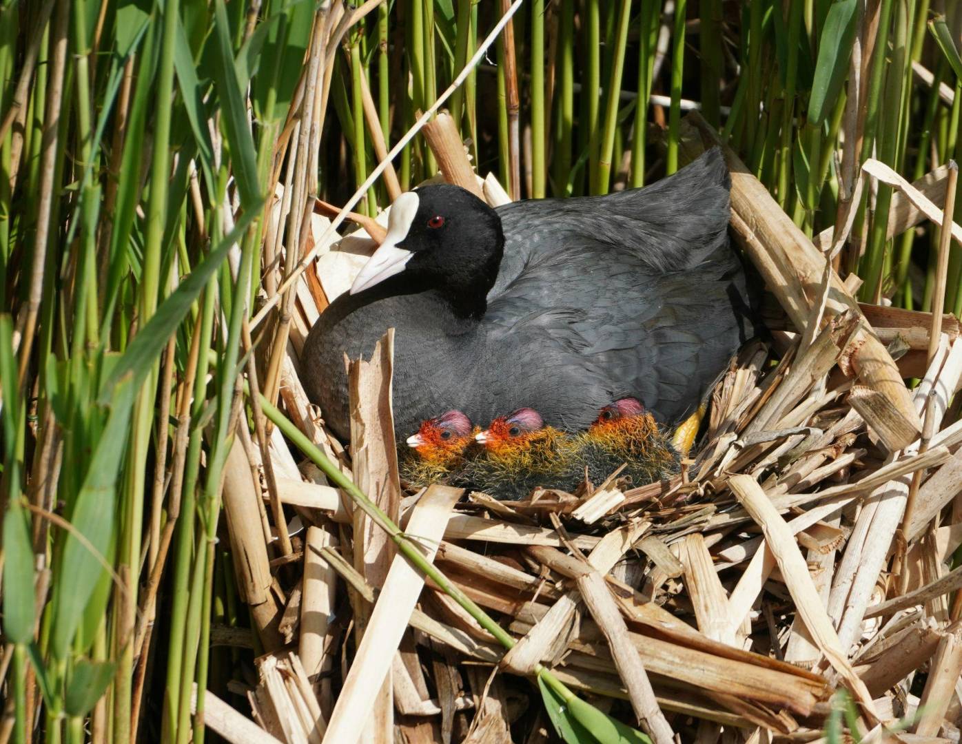 An American Coot bird with three chicks sitting in their nest
