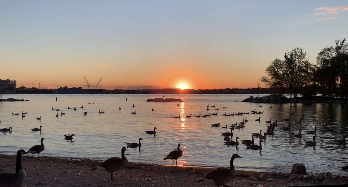 A flock of geese gathered on the shore of a lake at sunset