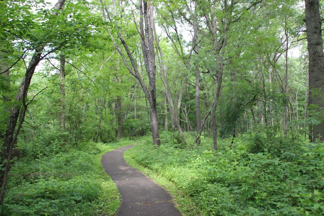 A path through a green forest